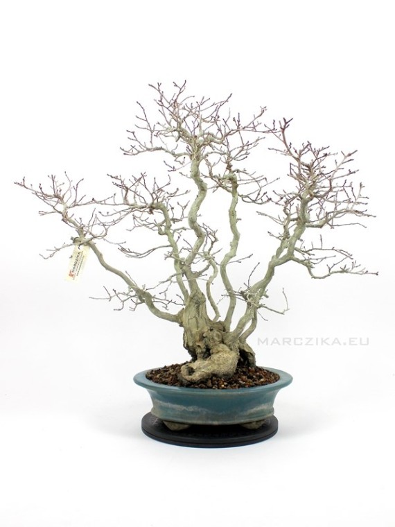 Többtörzsű Carpinus coreana bonsai