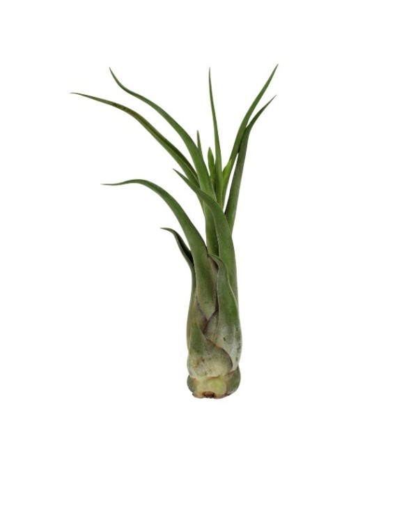 Tillandsia caput-medusae XL - kötözetlen