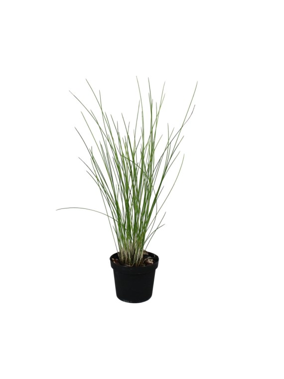 Dendrochilum tenellum