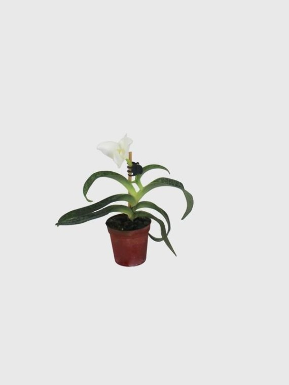Paphiopedilum delenatii album