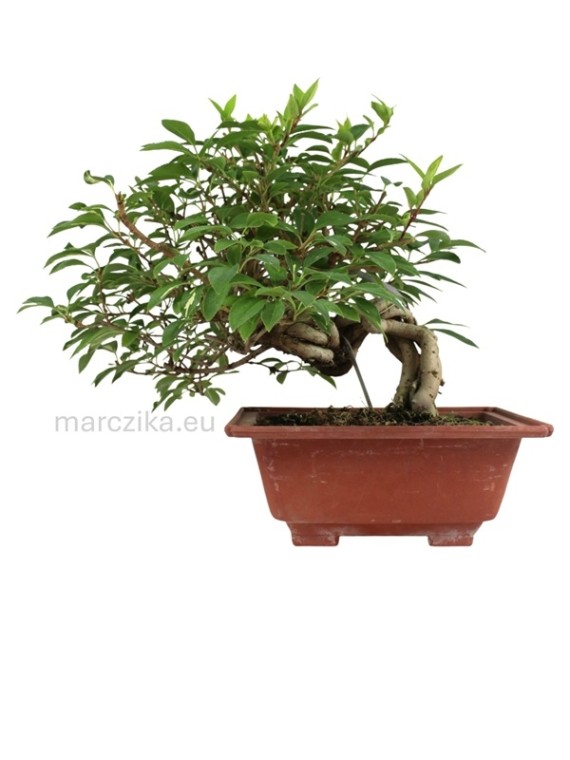 Forsythia koreana bonsai alapanyag neagari stílusban