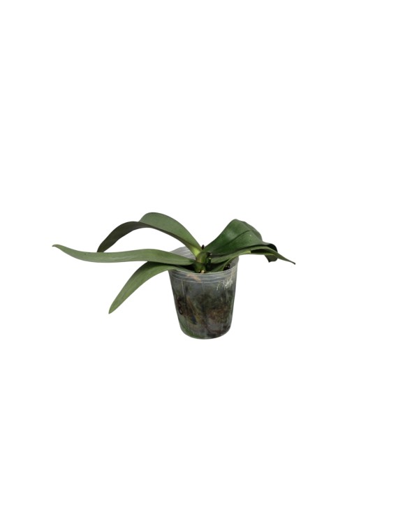 Phalaenopsis Bronze Maiden Rio