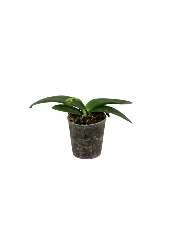 Phalaenopsis Meidarland Kaiulani 'Cherish'