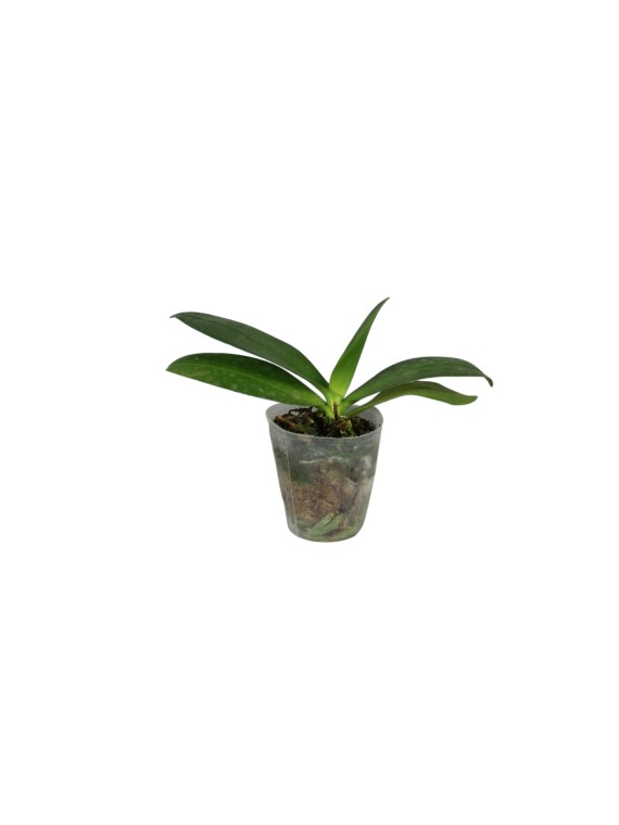 Phalaenopsis Miki Golden Sand 'Mouse' (peloric)