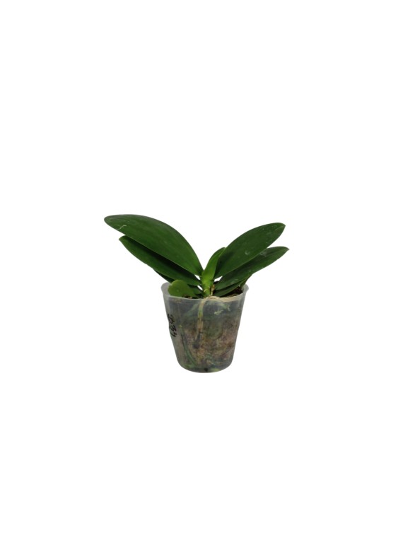 Phalaenopsis Meidarland Chambe (peloric -2 eyes)