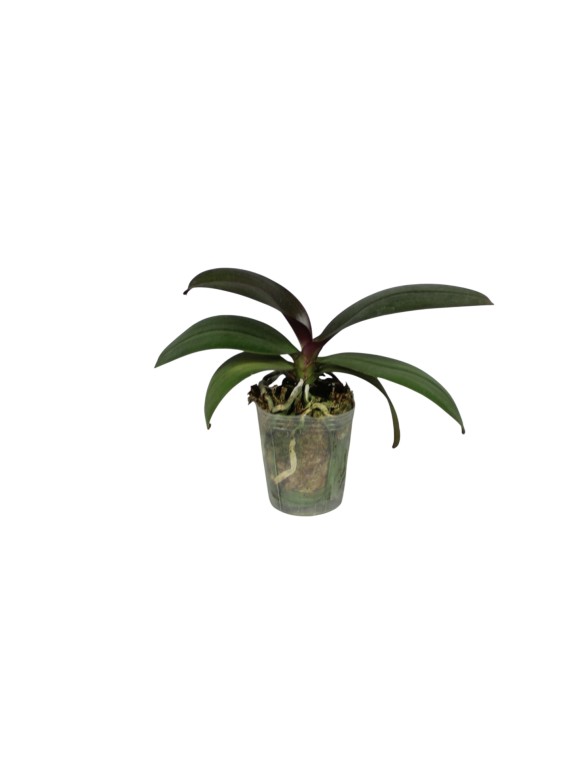Phalaenopsis KS Balm Yellow Chocolate '( peloric -2 eyes)