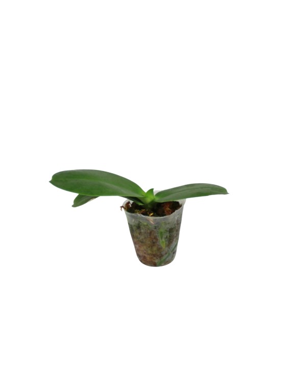 Phalaenopsis Mituo Sun Queen  'Allura'