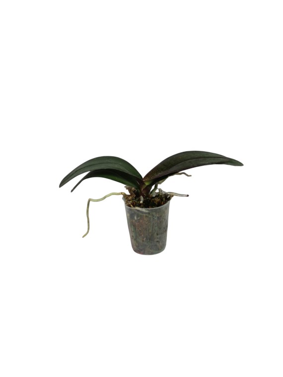 Phalaenopsis Tying Shin Golden Queen 'Allura'