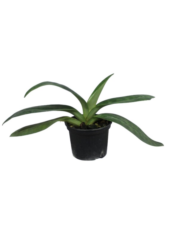 Paphiopedilum mastersianum