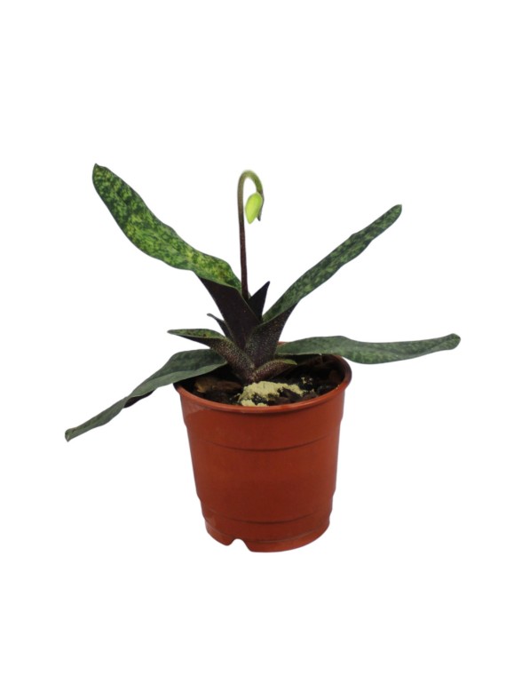 Paphiopedilum delenatii x malipoense