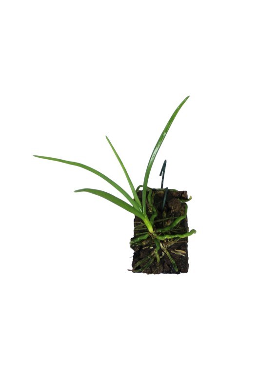 Holcoglossum subulifolium x V. coerulescens