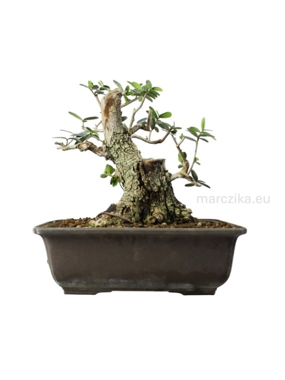 Olea europaea - Olajfa bonsai alapanyag