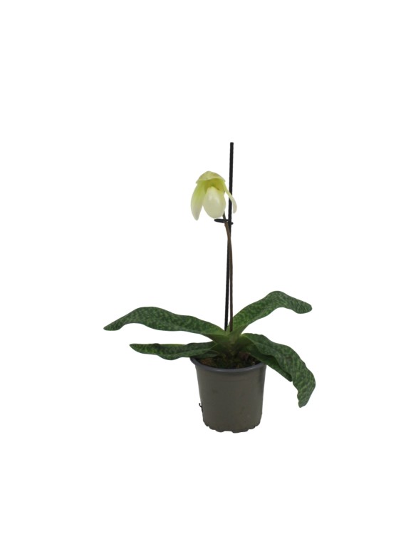 Paphiopedilum Deperle
