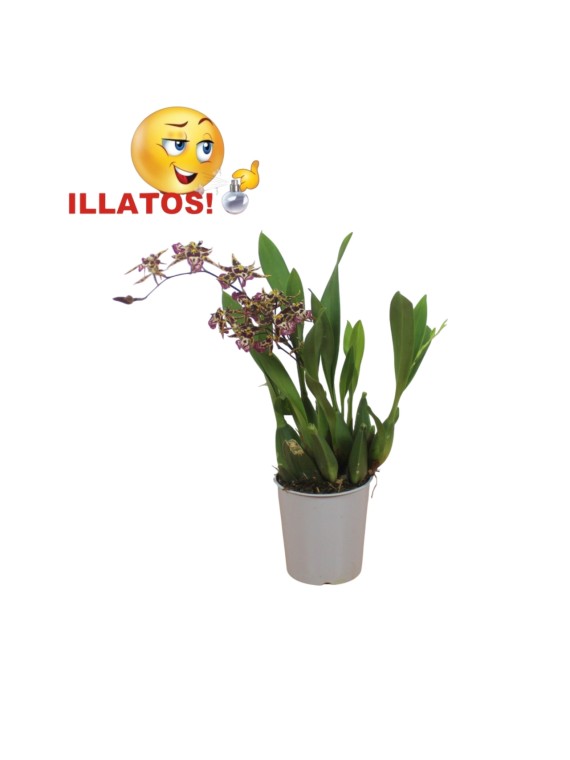Oncidium ( illatos)