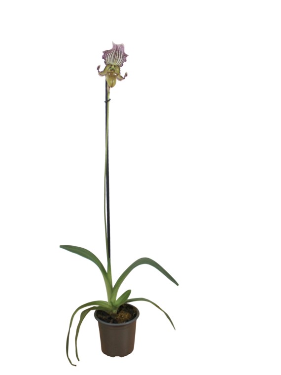 Paphiopedilum fairrieanum