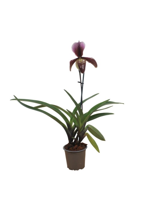 Paphiopedilum King Arthur x Alexander