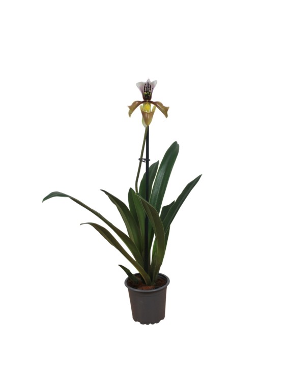 Paphiopedilum gratrixianum