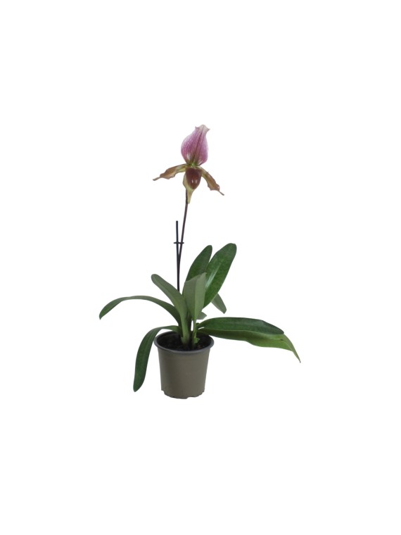 Paphiopedilum charlesworthii x maudiae coloratum