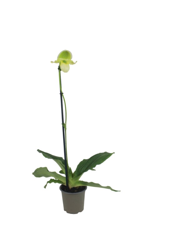 Paphiopedilum Pinocchio Yelow