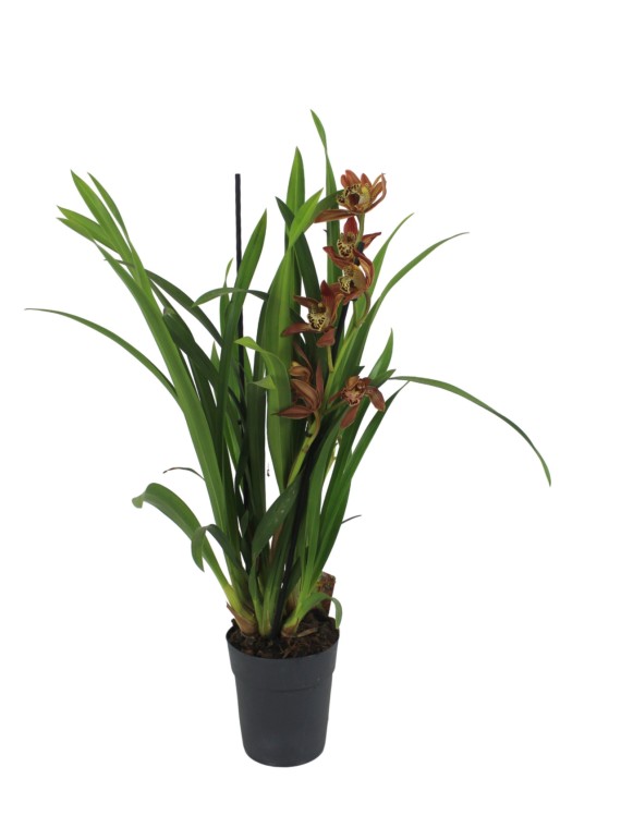 Cymbidium 1 virágszáras nyílott