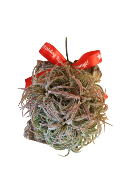 Tillandsia ionantha 02.