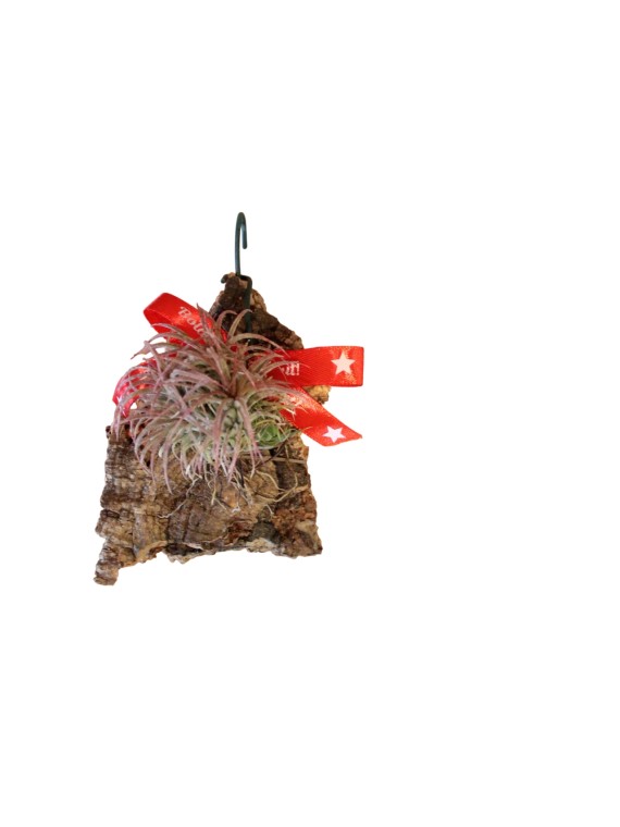 Tillandsia ionantha 03.