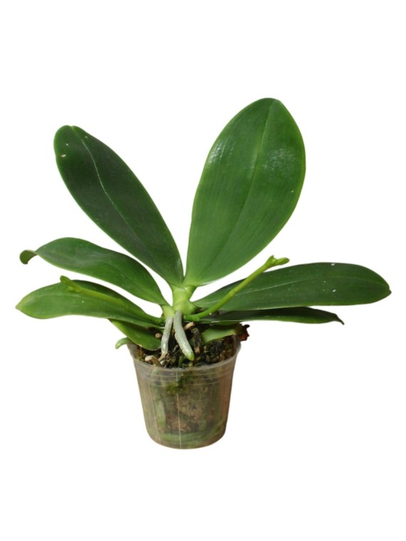 Phalaenopsis tetraspis 'Dodle'