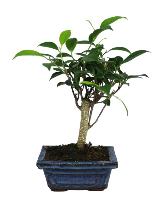 18 - 20 cm magasságú Fikusz bonsai