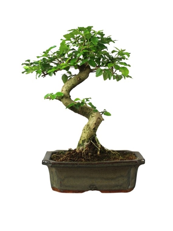 Ligustrum chinensis- Kínai fagyal 20S (20 cm-es tálban)