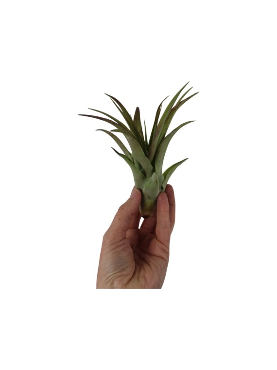Tillandsia brachycaulos abdita L - kötözetlen