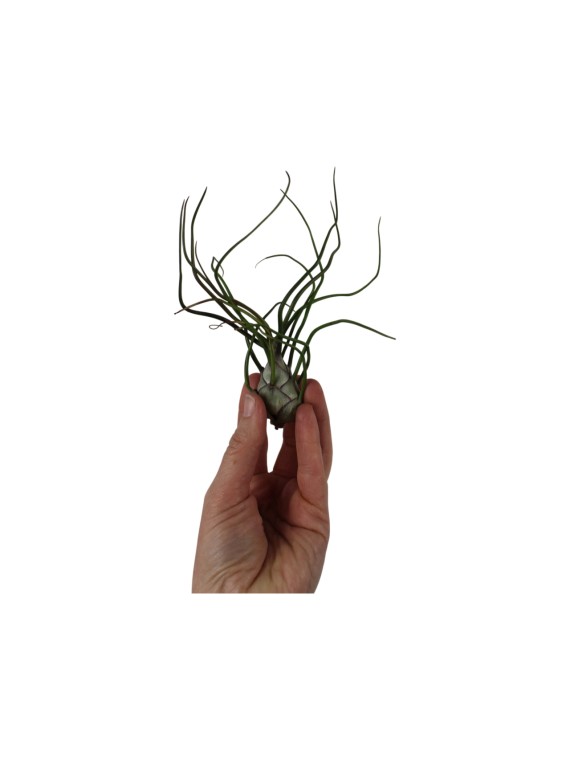 Tillandsia bulbosa kötözetlen