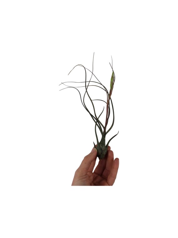 Tillandsia butzii  XL  kötözetlen