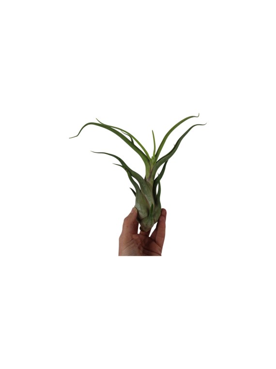 Tillandsia caput-medusae XXL kötözetlen