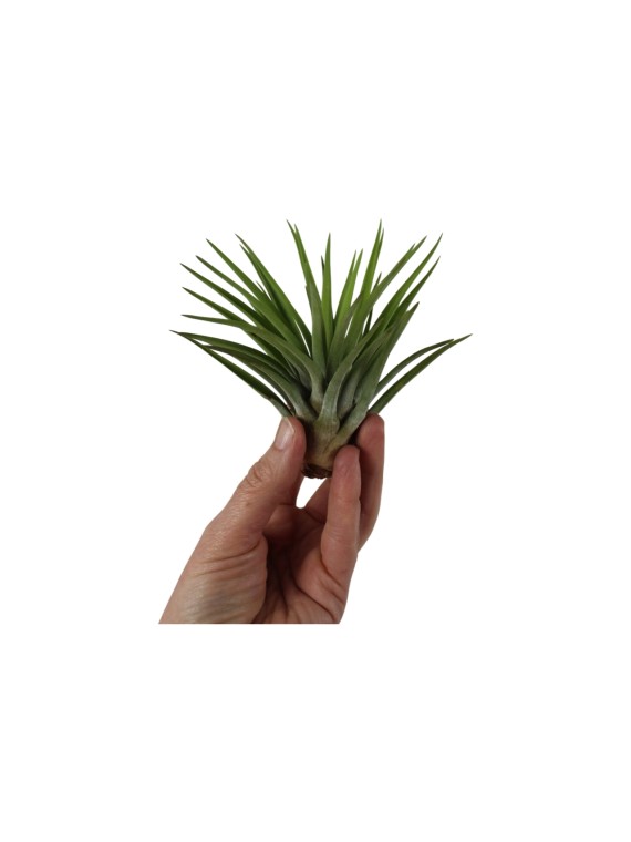 Tillandsia velutina kötözetlen XXL