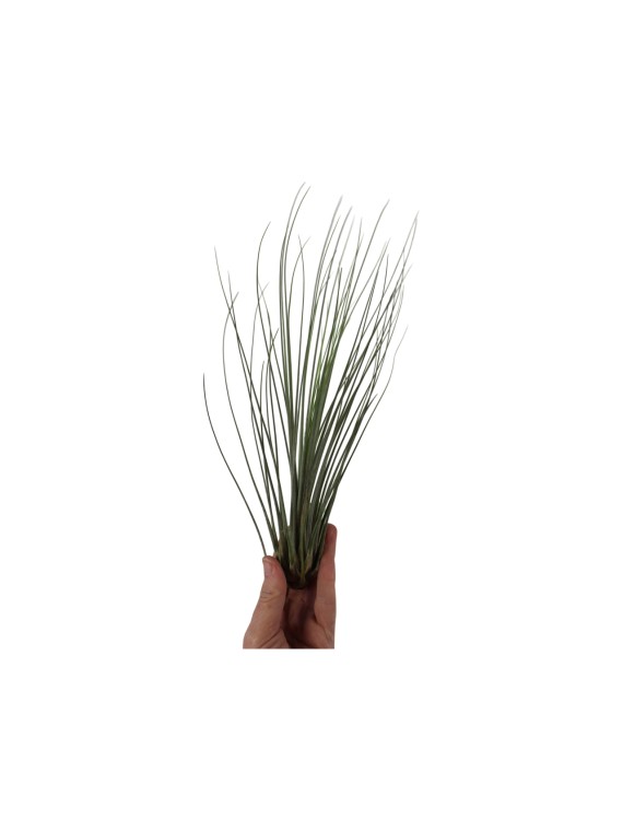 Tillandsia juncea S -kötözetlen