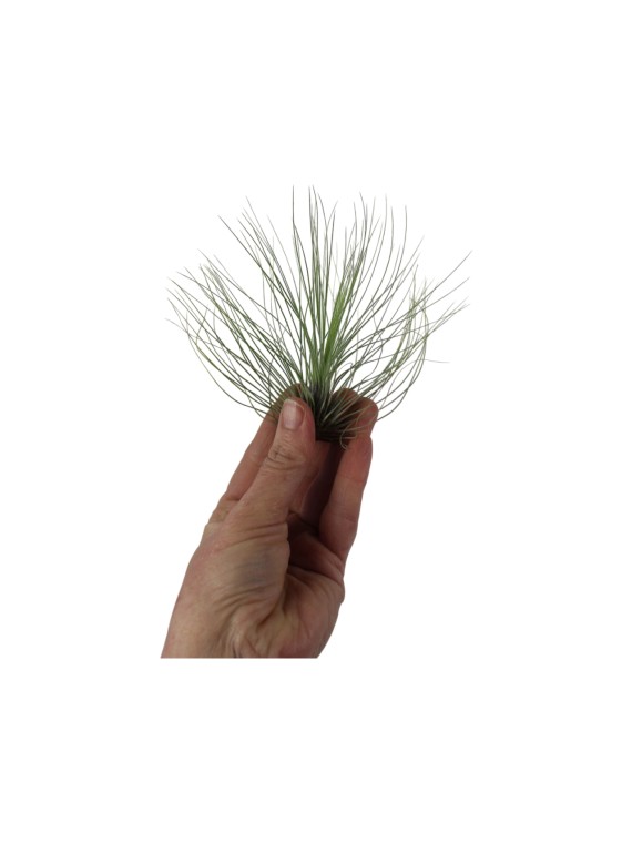 Tillandsia filifolia S - kötözetlen