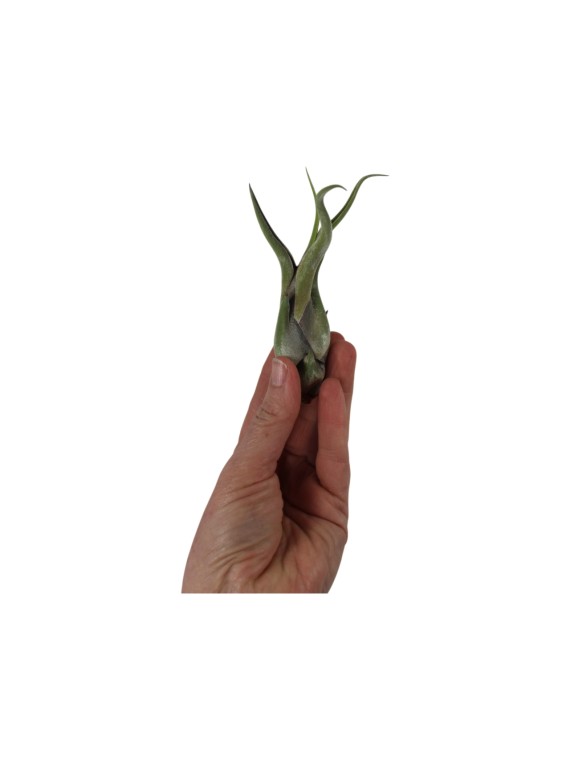 Tillandsia caput-medusae S - kötözetlen