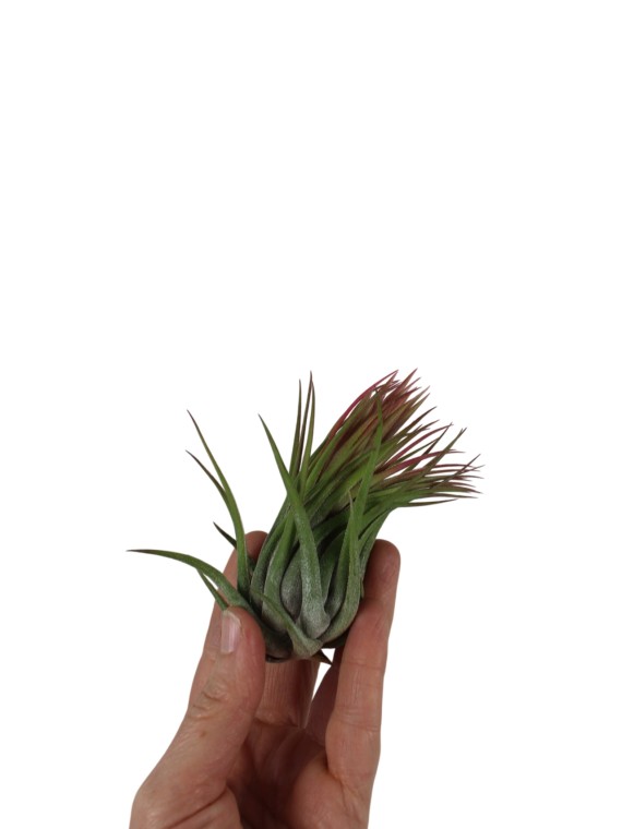 Tillandsia ionantha XXL 