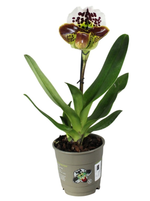 Paphiopedilum 1 száras 