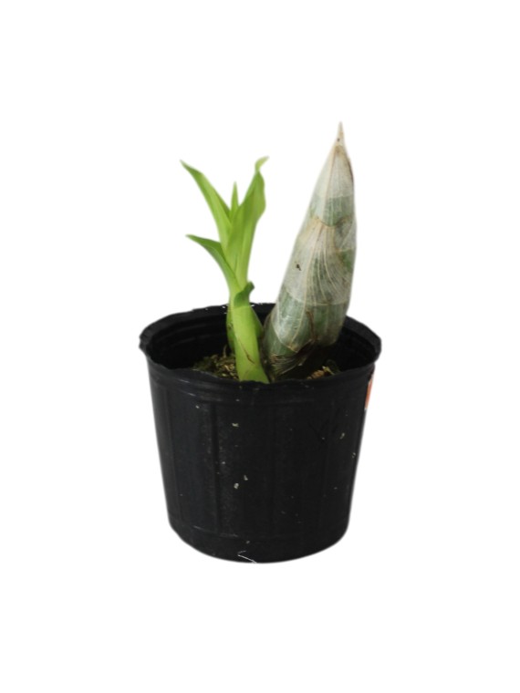 Cycnoches  Taiwan Orange