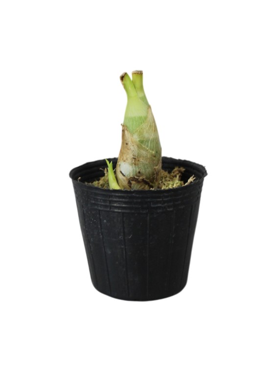 Cycnoches Taiwan Black Pearl