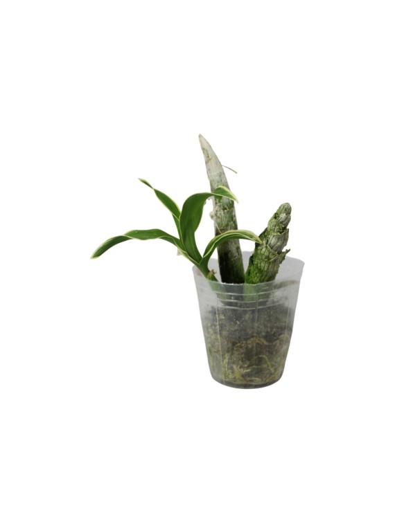 Cycnoches Wine Delight (variation of leaf)