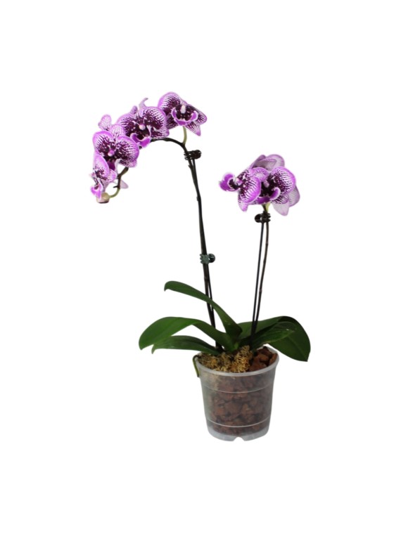  Phalaenopsis Miki Pink King '49'