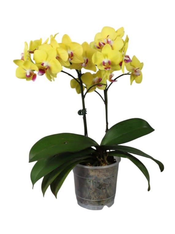 Phalaenopsis OX Yelow Freed 