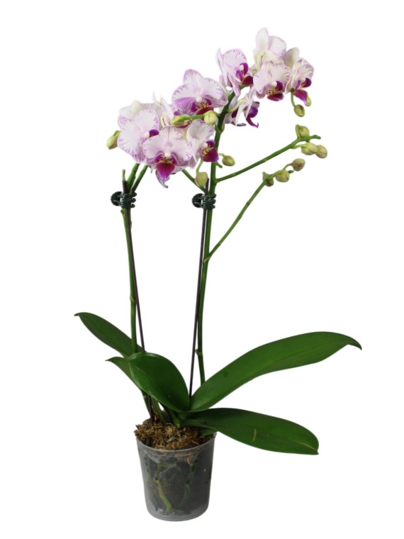 Phalaenopsis Younghome Pure Ballet