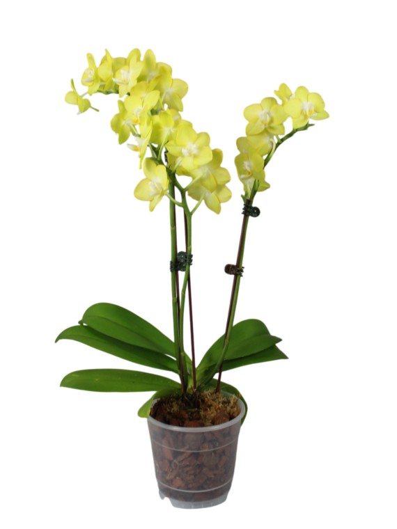 Phalaenopsis Lianher Lucky Cat