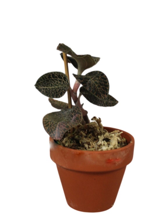 Anoectochilus roxburghii