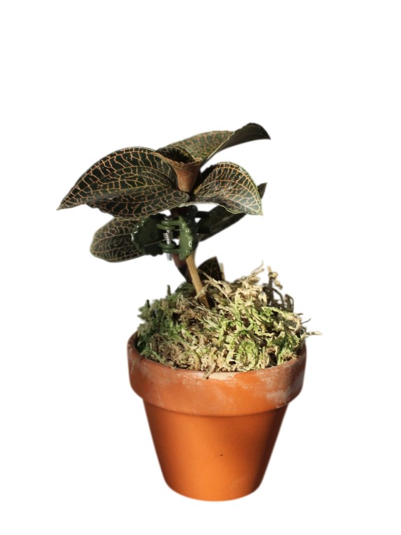 Anoectochilus Hybrid 'Rose Gold'