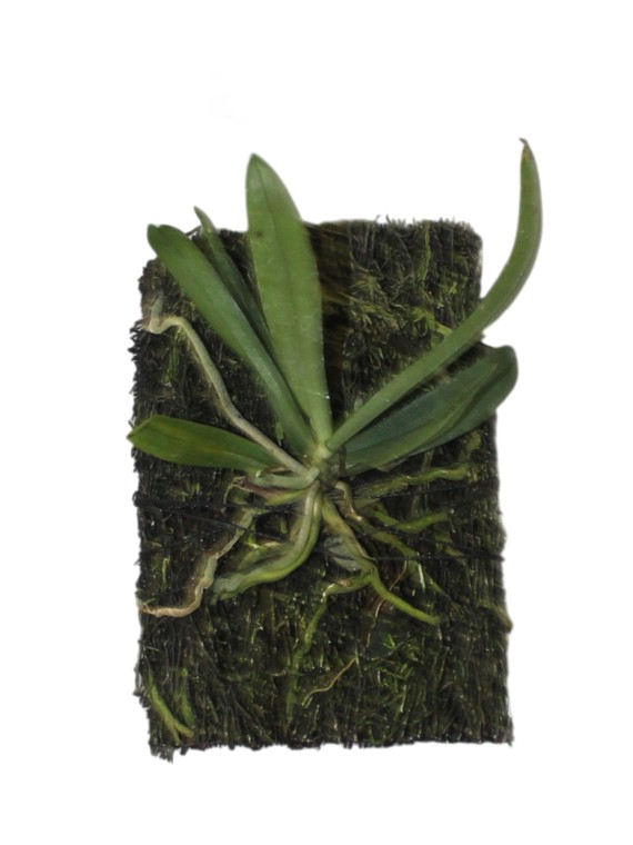  Aerangis luteoalba var. rhodosticta 