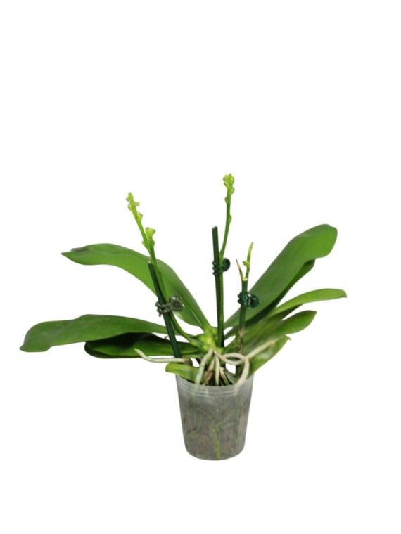 Phalaenopsis speciosa 'Iron Purple'